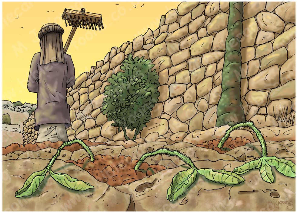 Matthew 13 - Parable of the sower - Scene 03 - Shallow roots 980x706px col.jpg