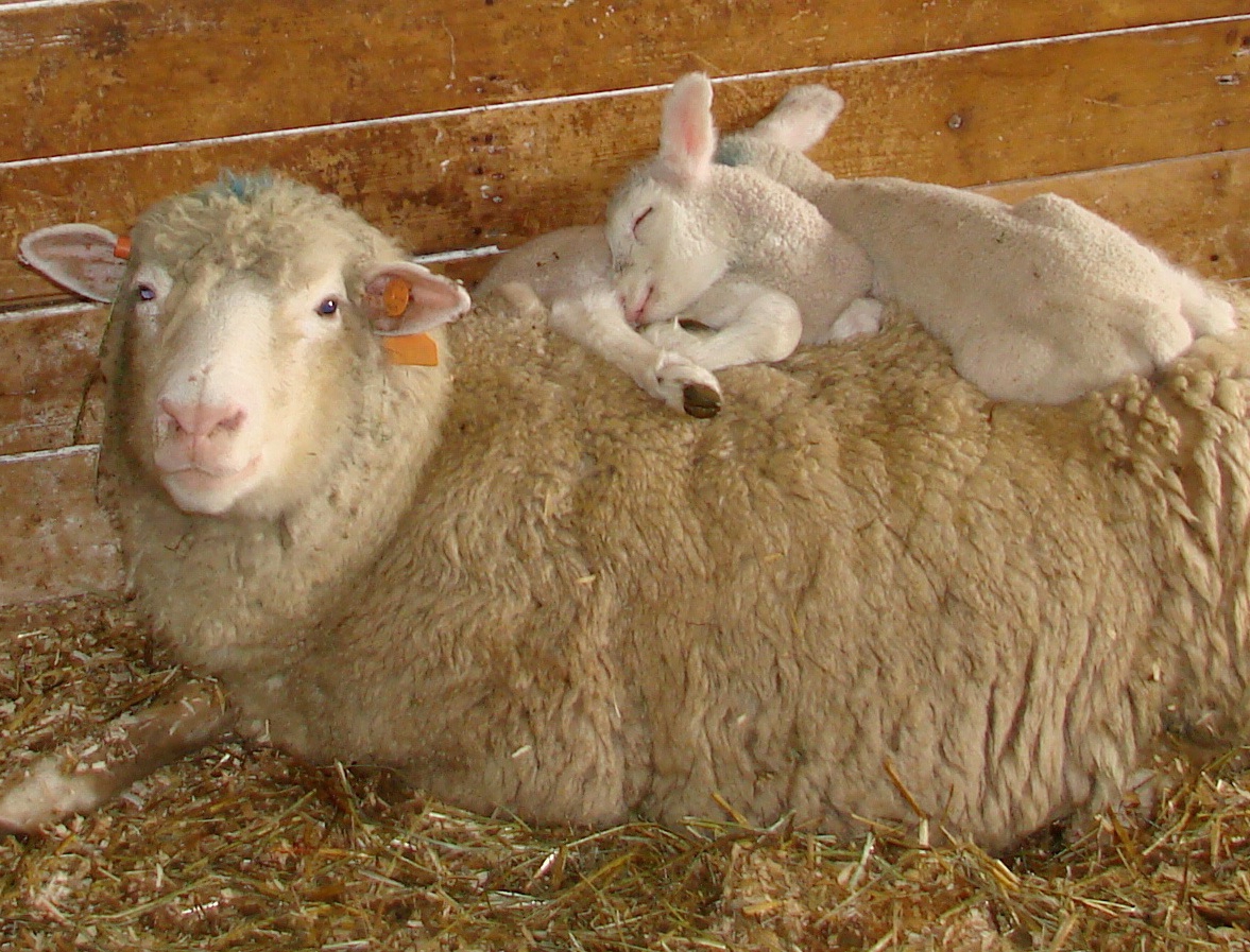 ewe-and-lambs.jpg